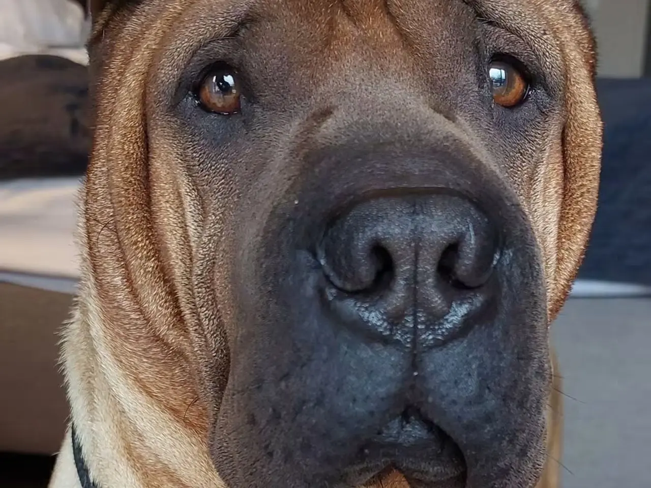 Billede 10 - Shar pei hvalp