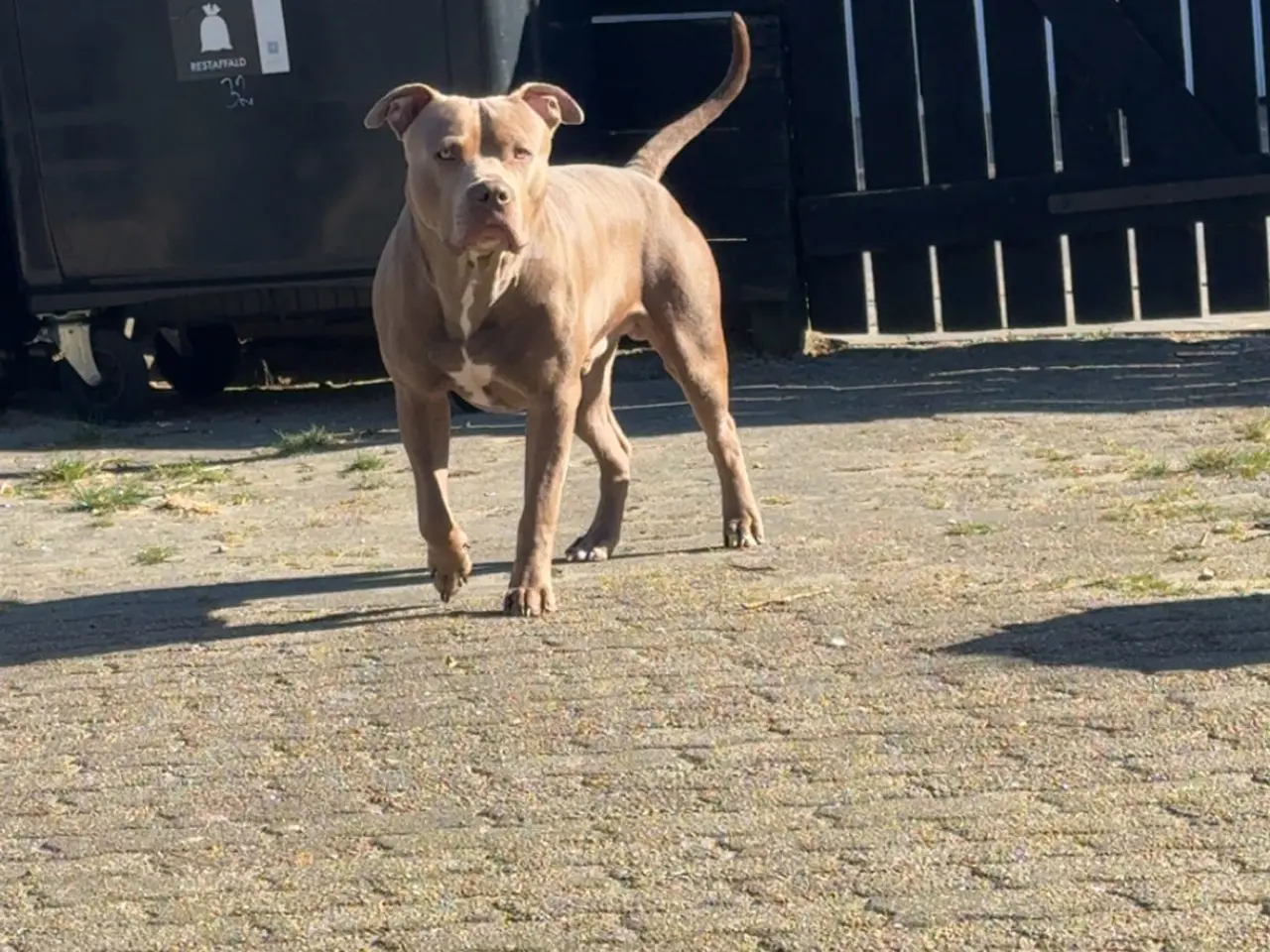 Billede 3 - Anarican Bully xl hvalpe