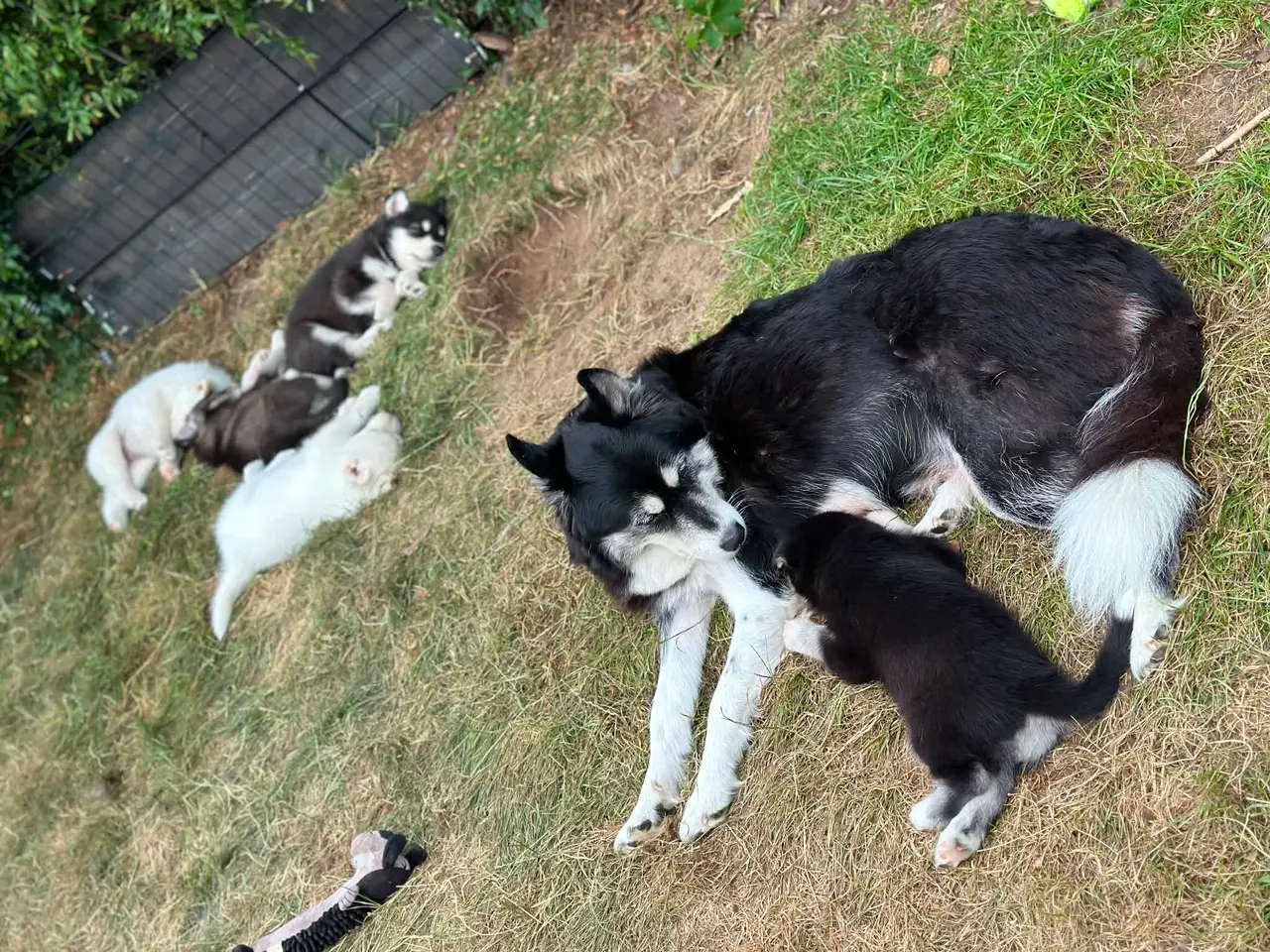 Billede 8 - Blandingshvalpe Husky / Malamute/ Samojede