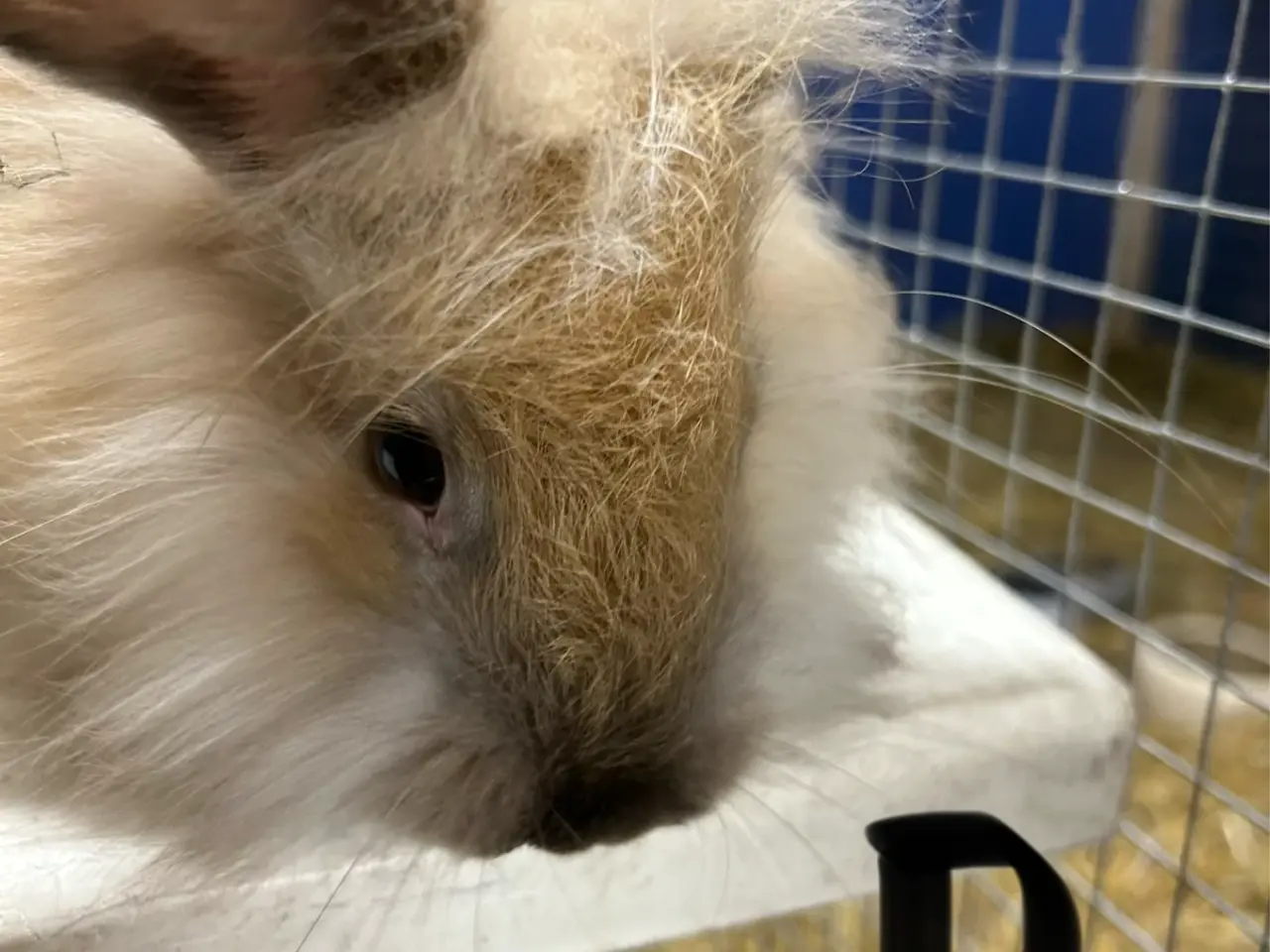 Billede 6 - Smukke Angora kanin unger