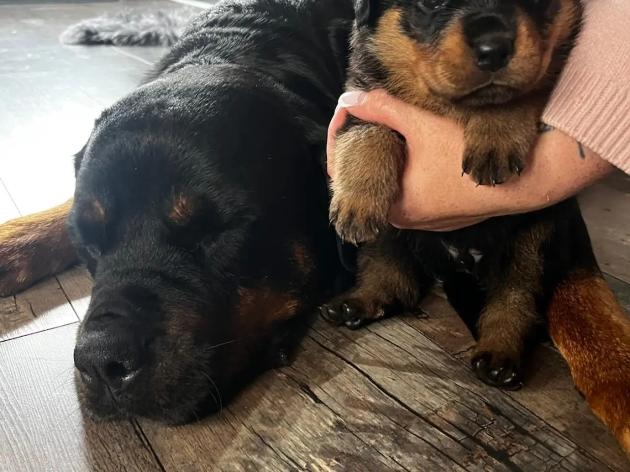 Billede 7 - Rottweiler hvalpe 3 uger
