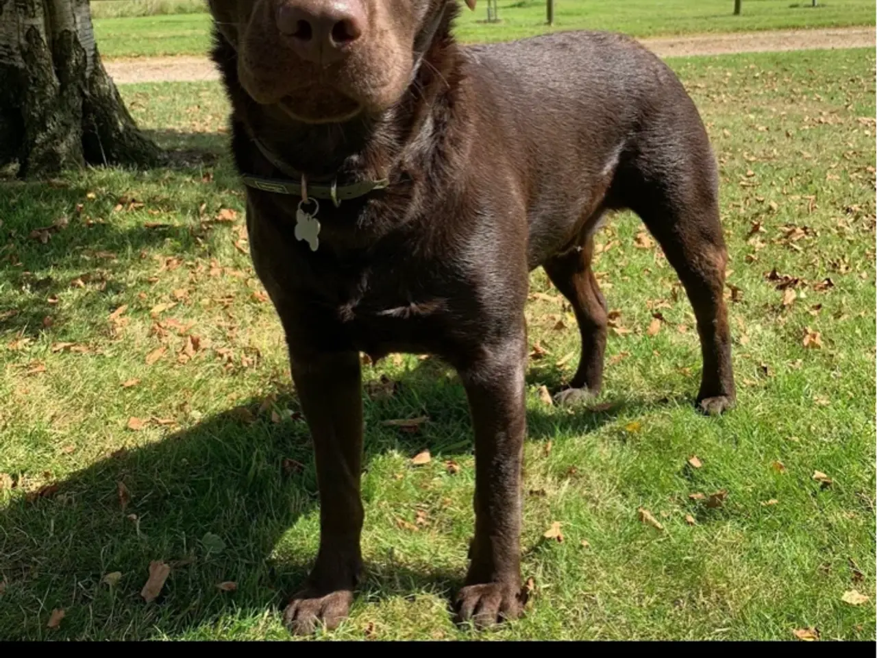 Billede 5 - Gammeldags labrador