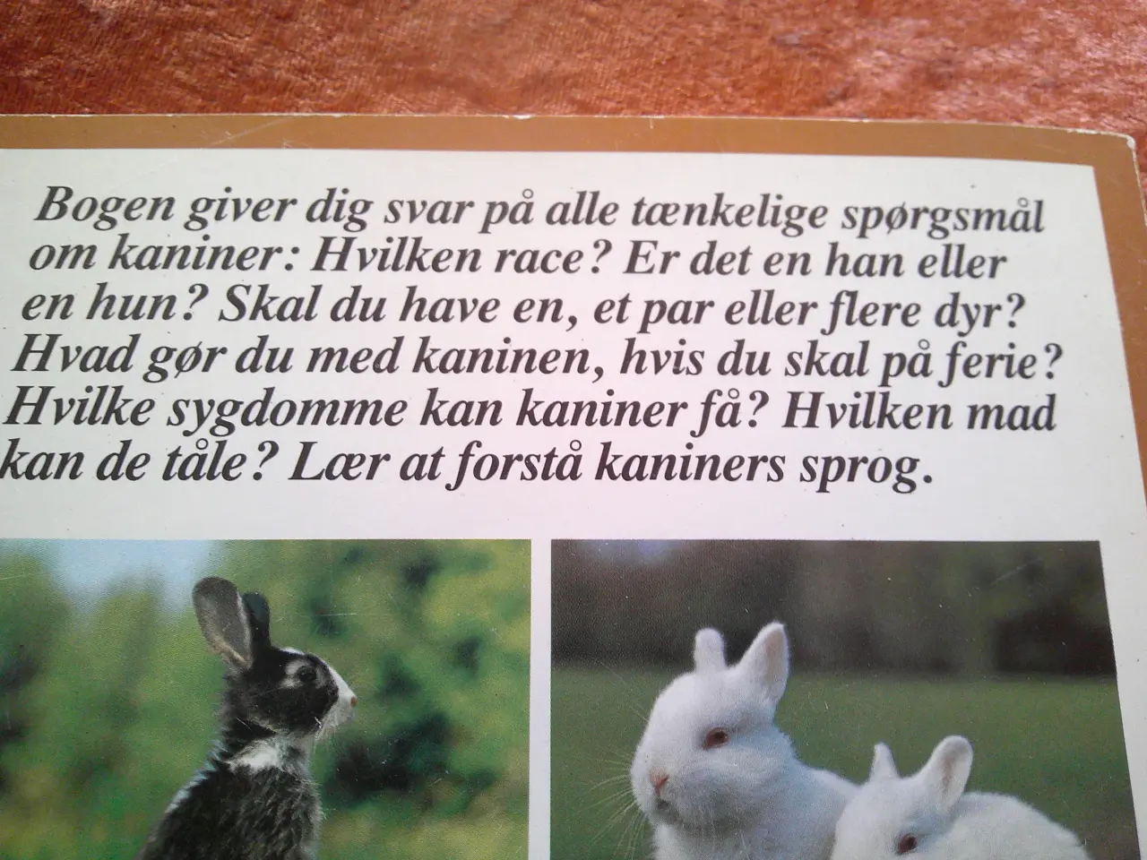 Billede 4 - Kaniner hjemme, Helga Fritzsche
