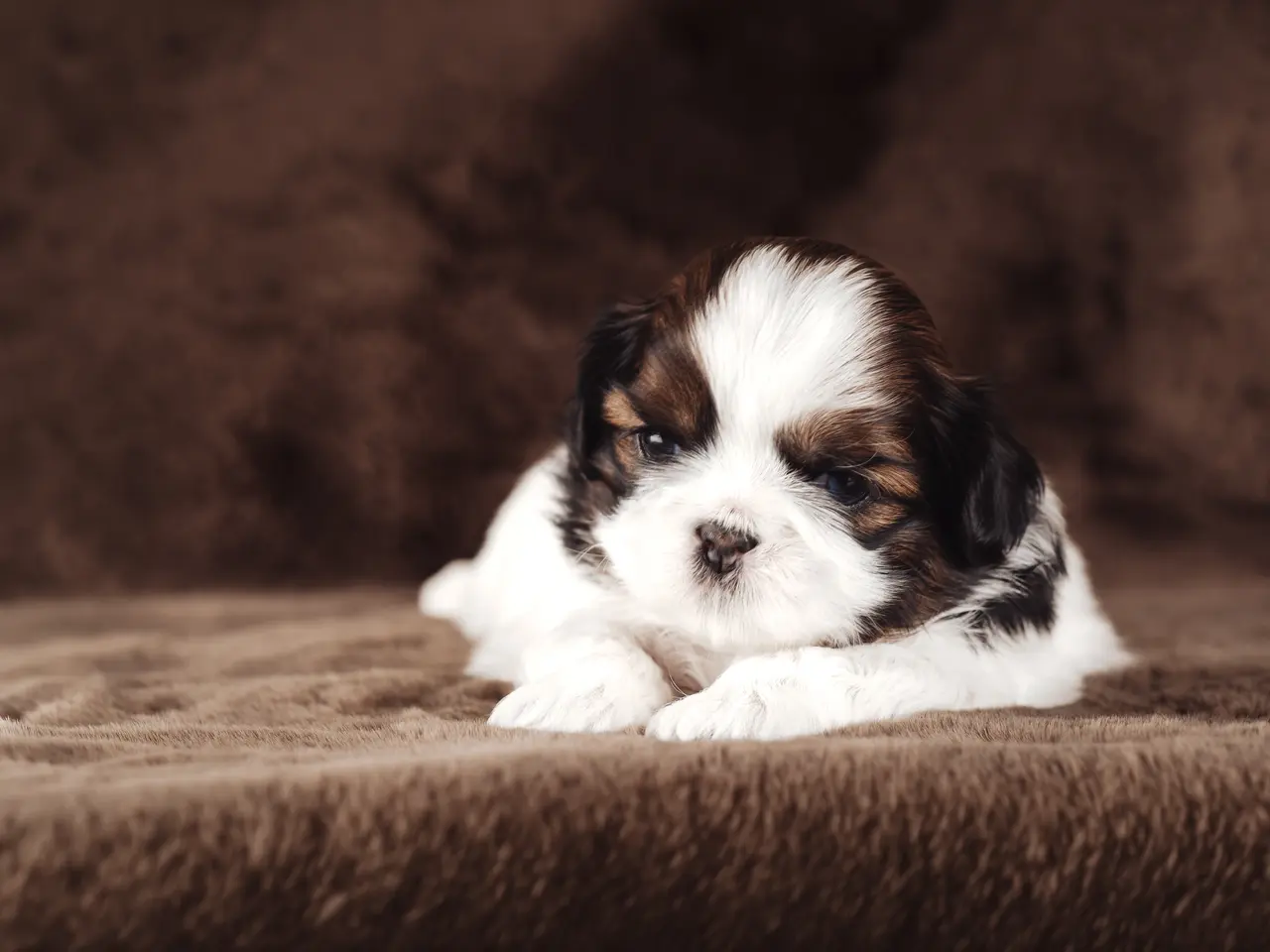 Billede 14 - Shih Tzu hundehvalpe søger nyt hjem (Tæver)