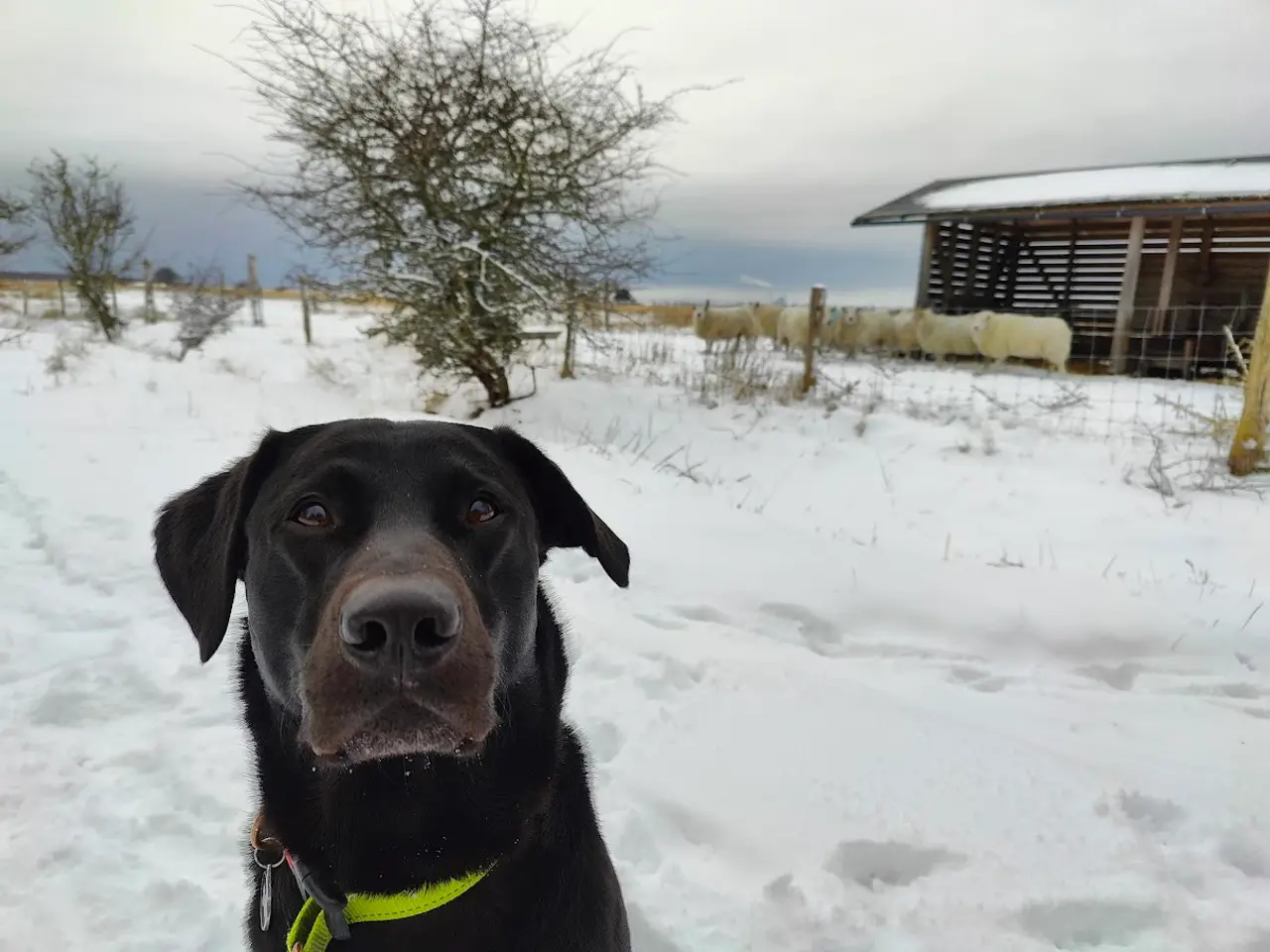 Billede 1 - F1 Labrador udbydes til parring