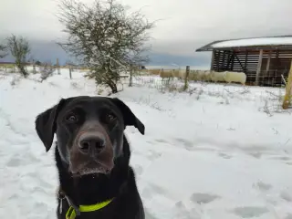 F1 Labrador udbydes til parring