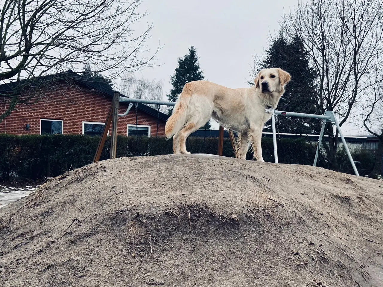 Billede 9 - Golden Retriever hvalpe 