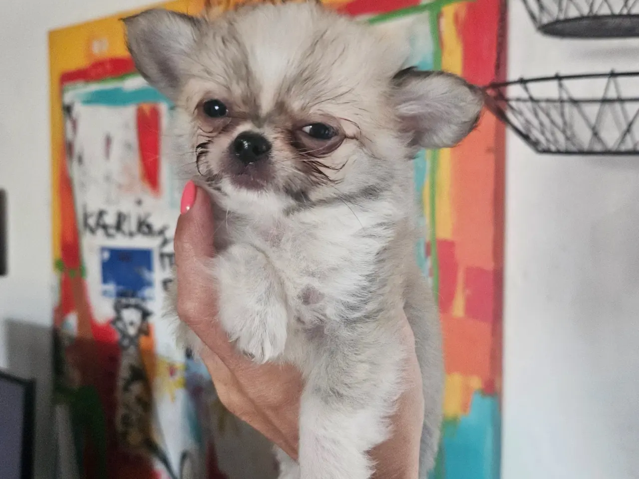 Billede 10 - Lille chihuahua drenge