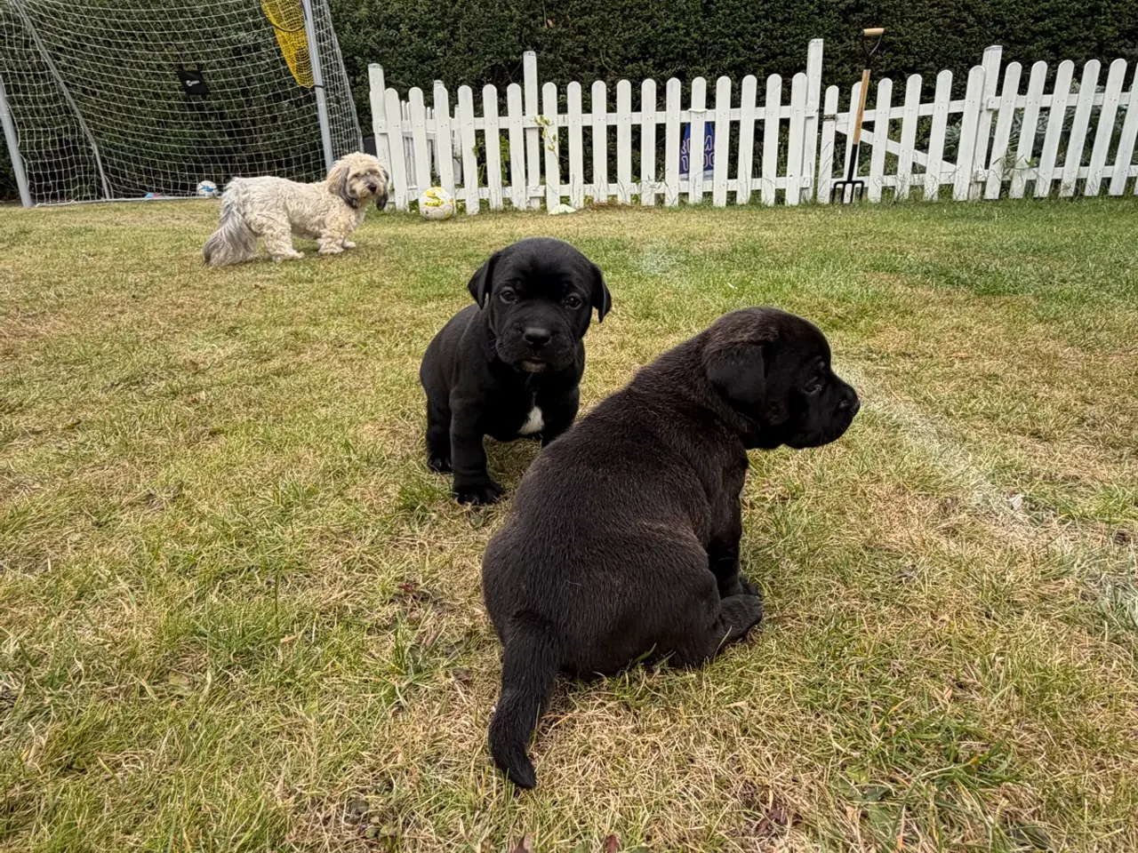 Billede 1 - 🐶 2 skønne hanhvalpe søger deres nye familier ❤️