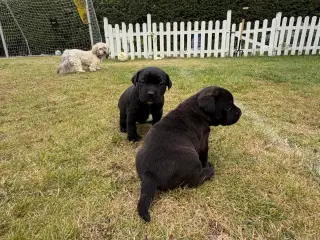 🐶 2 skønne hanhvalpe søger deres nye familier ❤️