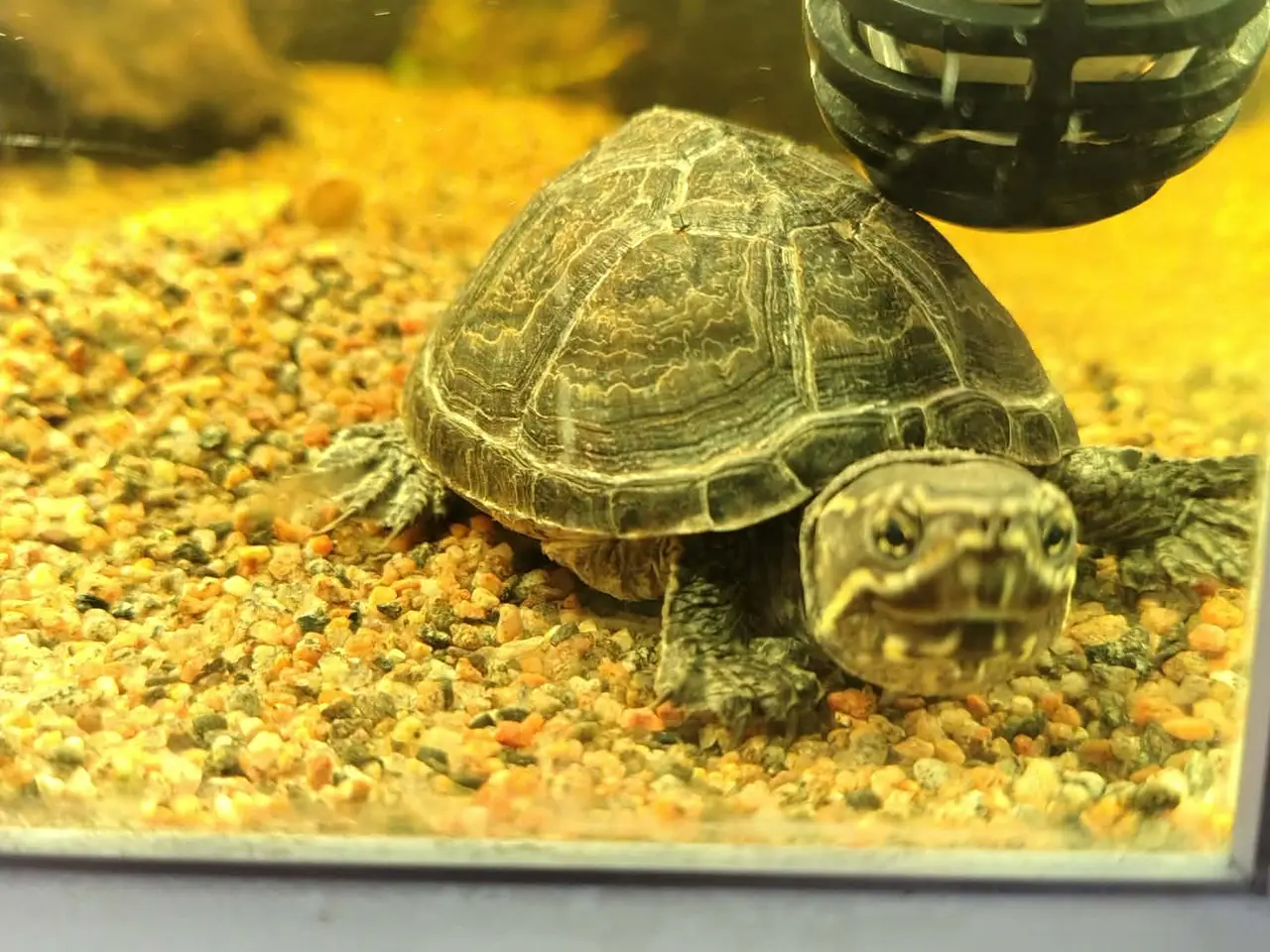 Billede 5 - Sumpskildpadder og 250 l akvarie med alt tilbehør