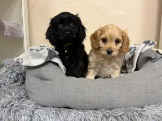 De smukkeste F1 Cavapoo babyer 