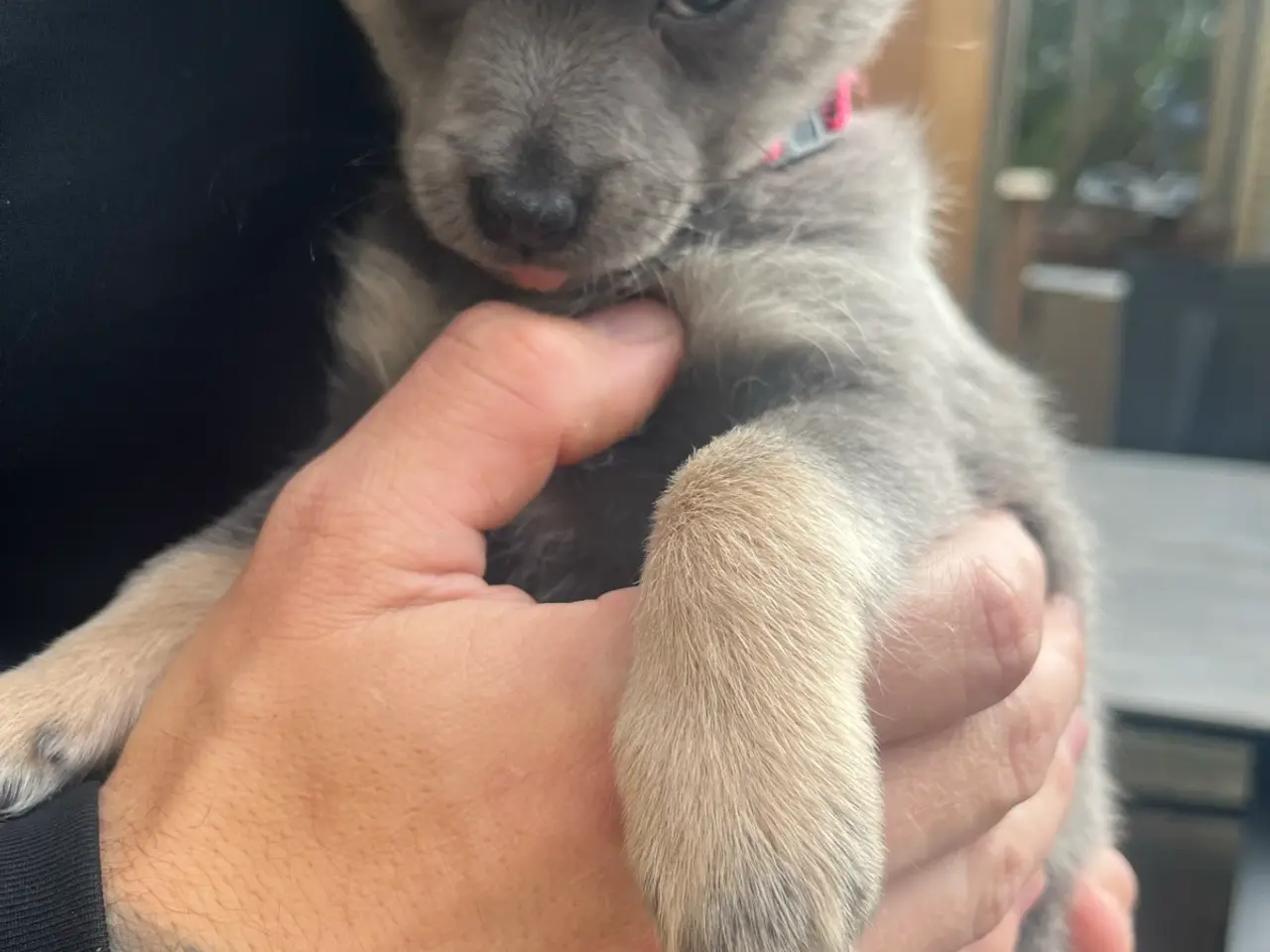 Billede 5 - Lækre pomchi hvalp Tæve