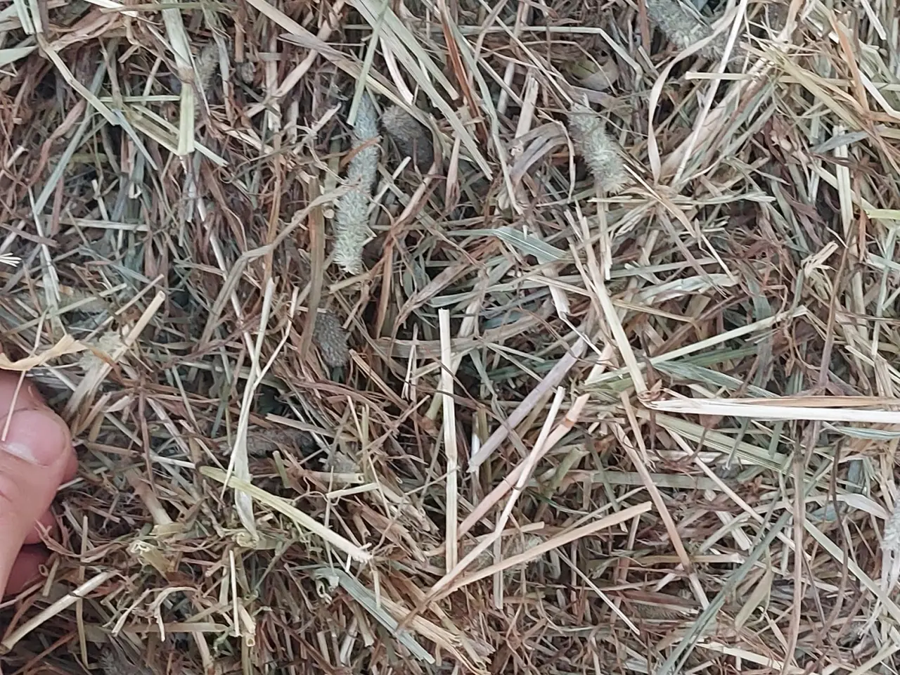 Billede 4 - Pakket hø med analyse 🐴🐴