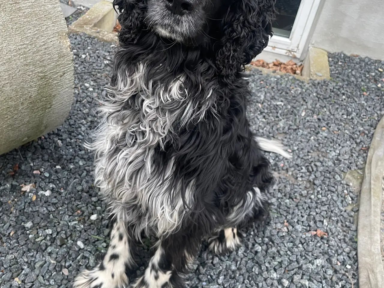 Billede 3 - Handhund til parring engelsk springer