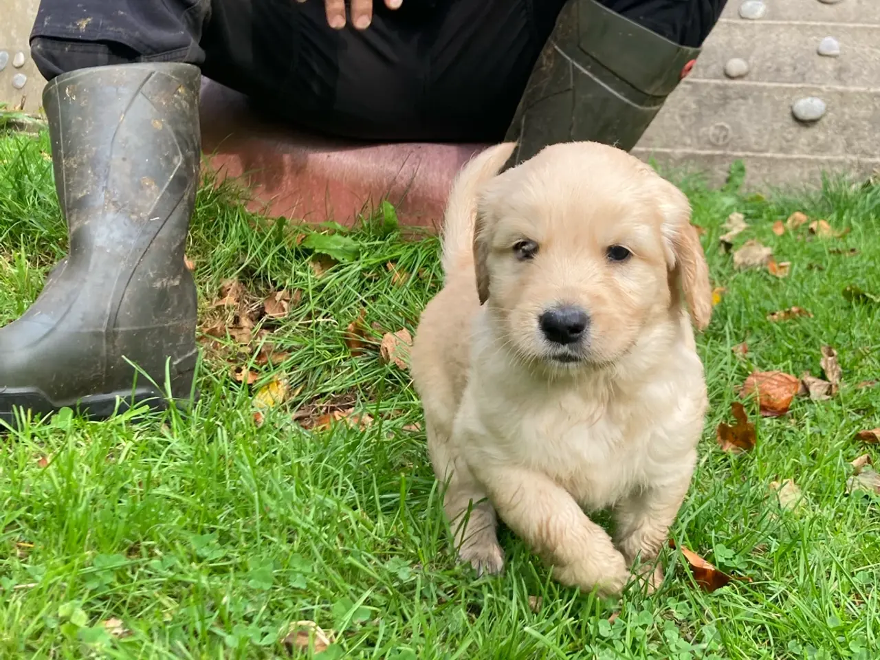 Billede 1 - Hvalpe, Golden retrievere