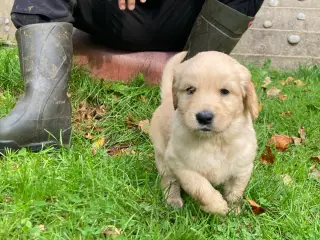 Hvalpe, Golden retrievere 