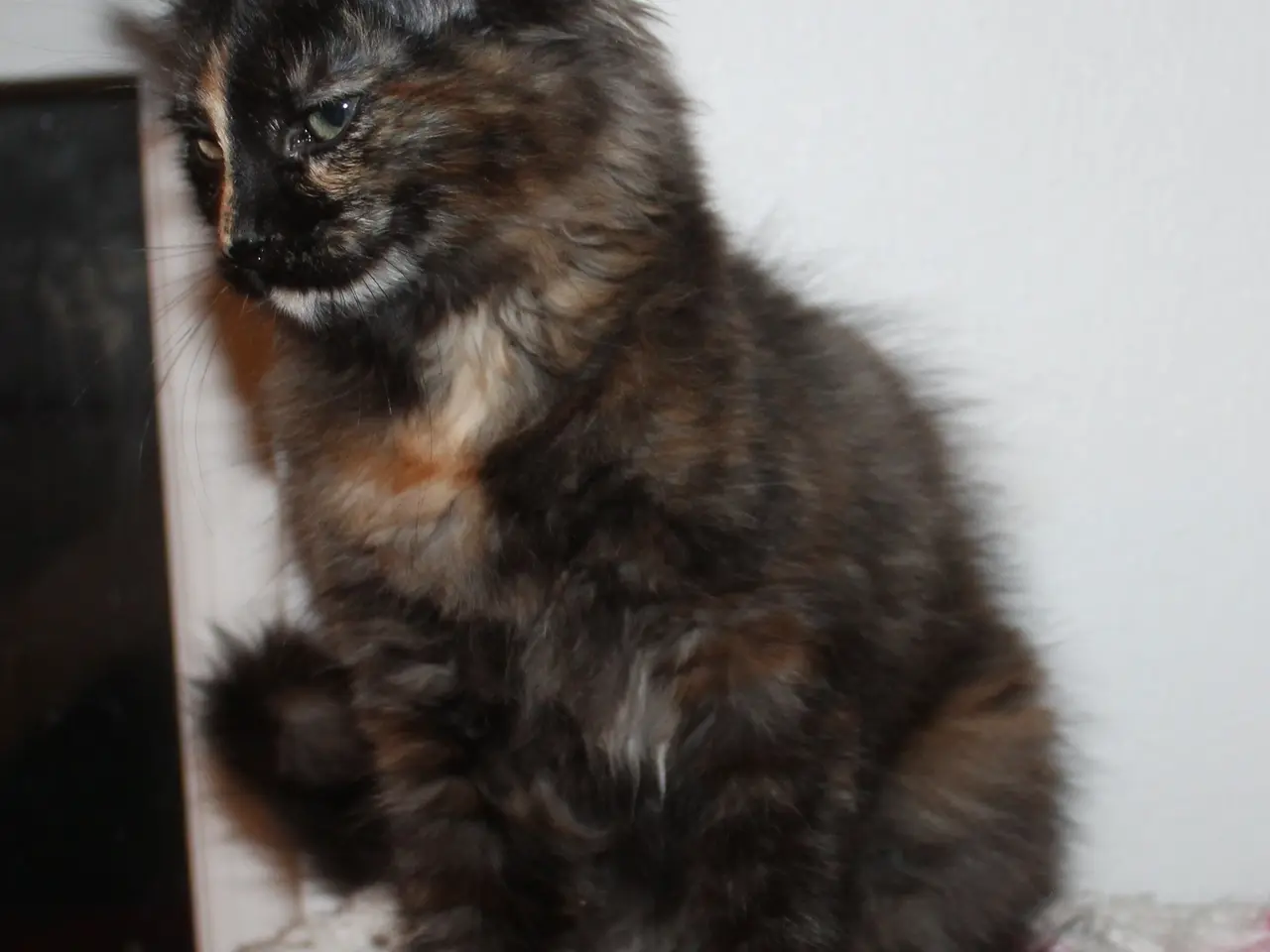 Billede 4 - 🍂 Hun ligner en varm efterårsdag 🌸 Maine Coon 🌸