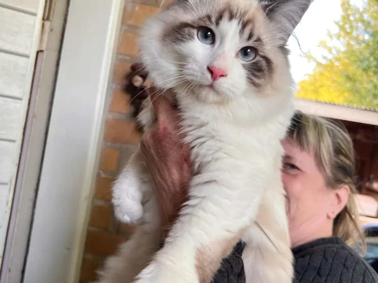 Billede 3 - Ragdoll far og Ragdoll-Skovkat mor