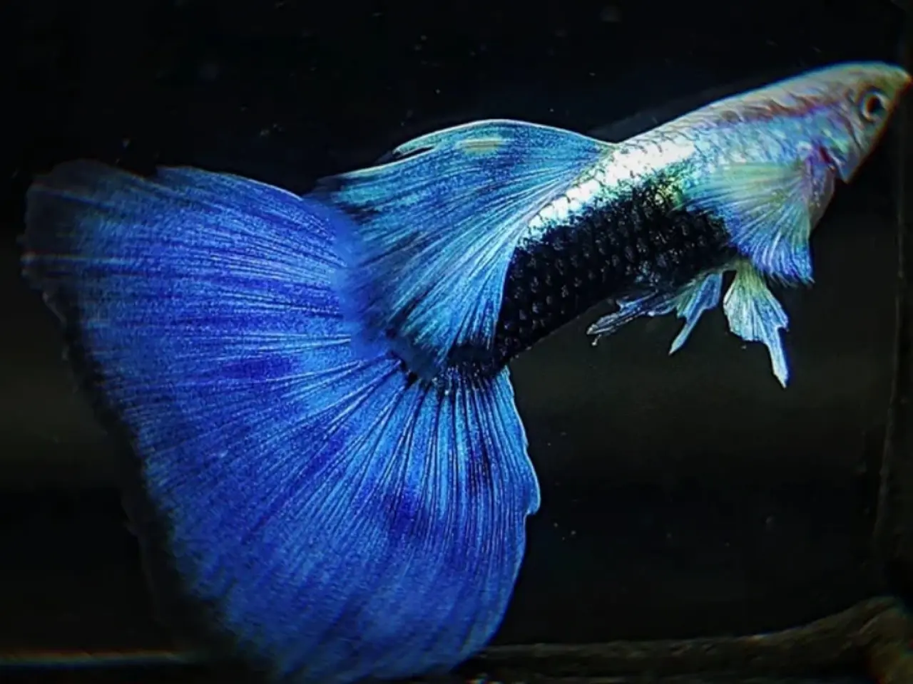 Billede 1 - Dark Half-Blue guppy