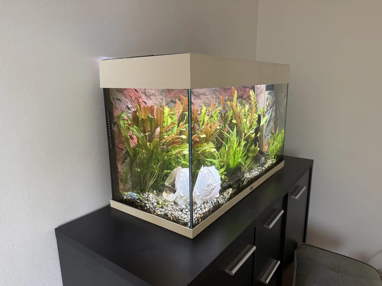 Billede 2 - Akvarium med alt tilbehør