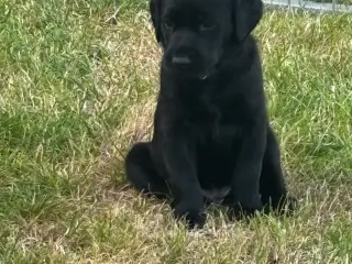 Dejlige f1 labrador hvalpe