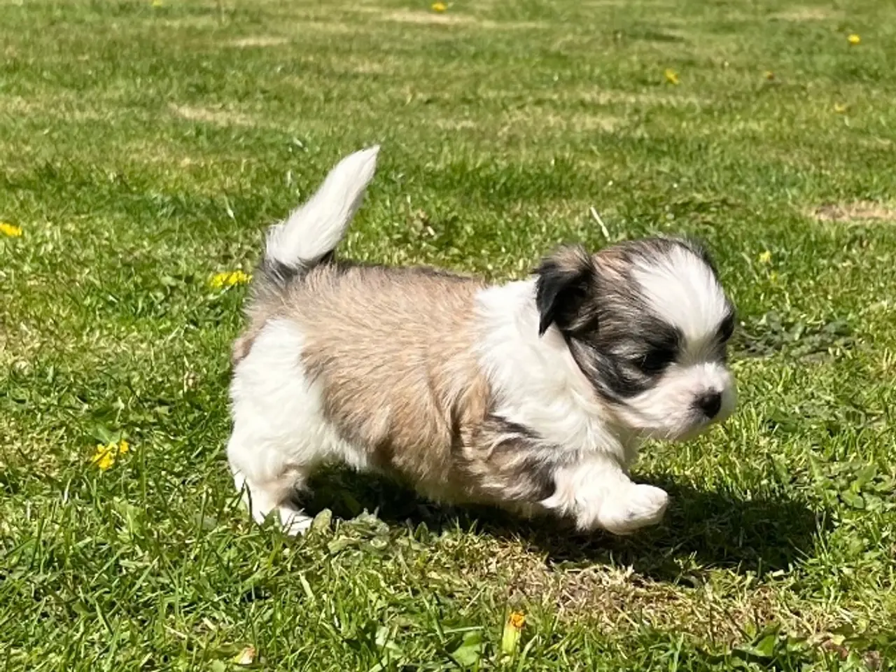 Billede 3 - Blandings hvalp - Lhasa apso & malteser