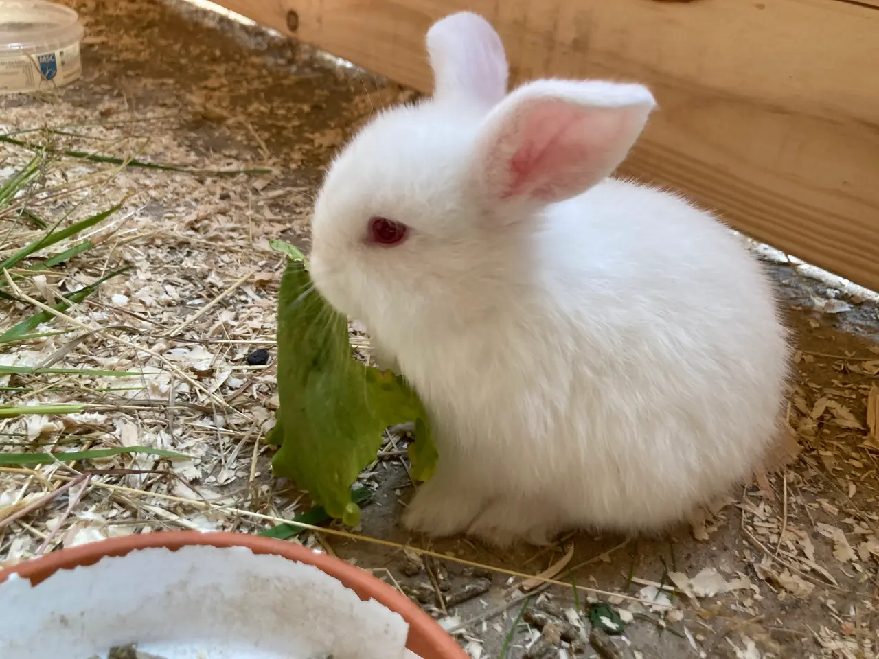 Billede 1 - Sødeste Kaninunger🐰