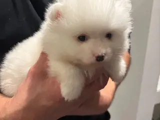 Pomeranianhvalpe