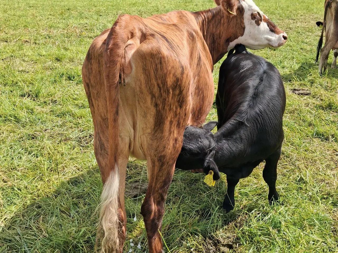 Billede 2 - Hereford kryds ko