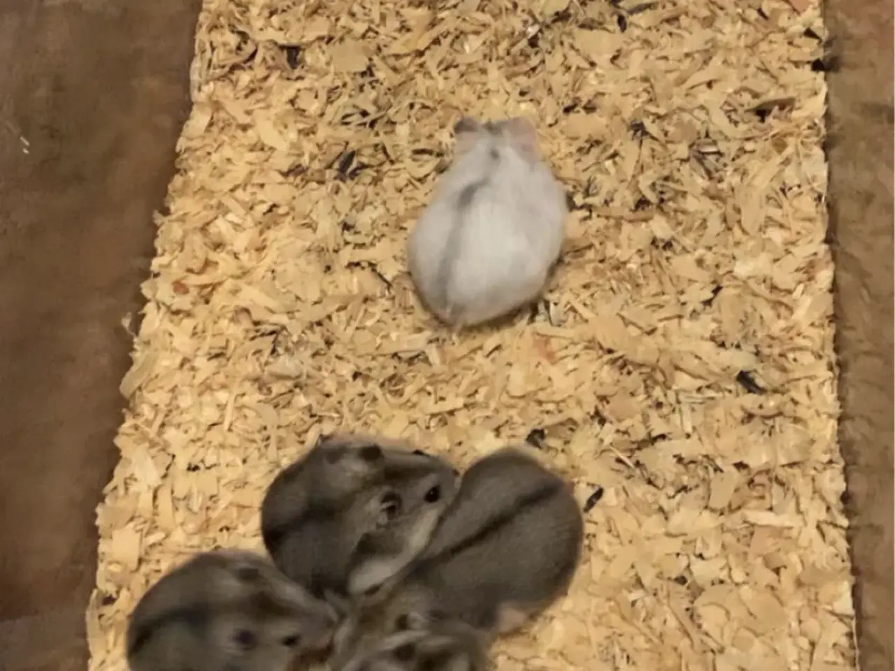 Billede 3 - Hamster