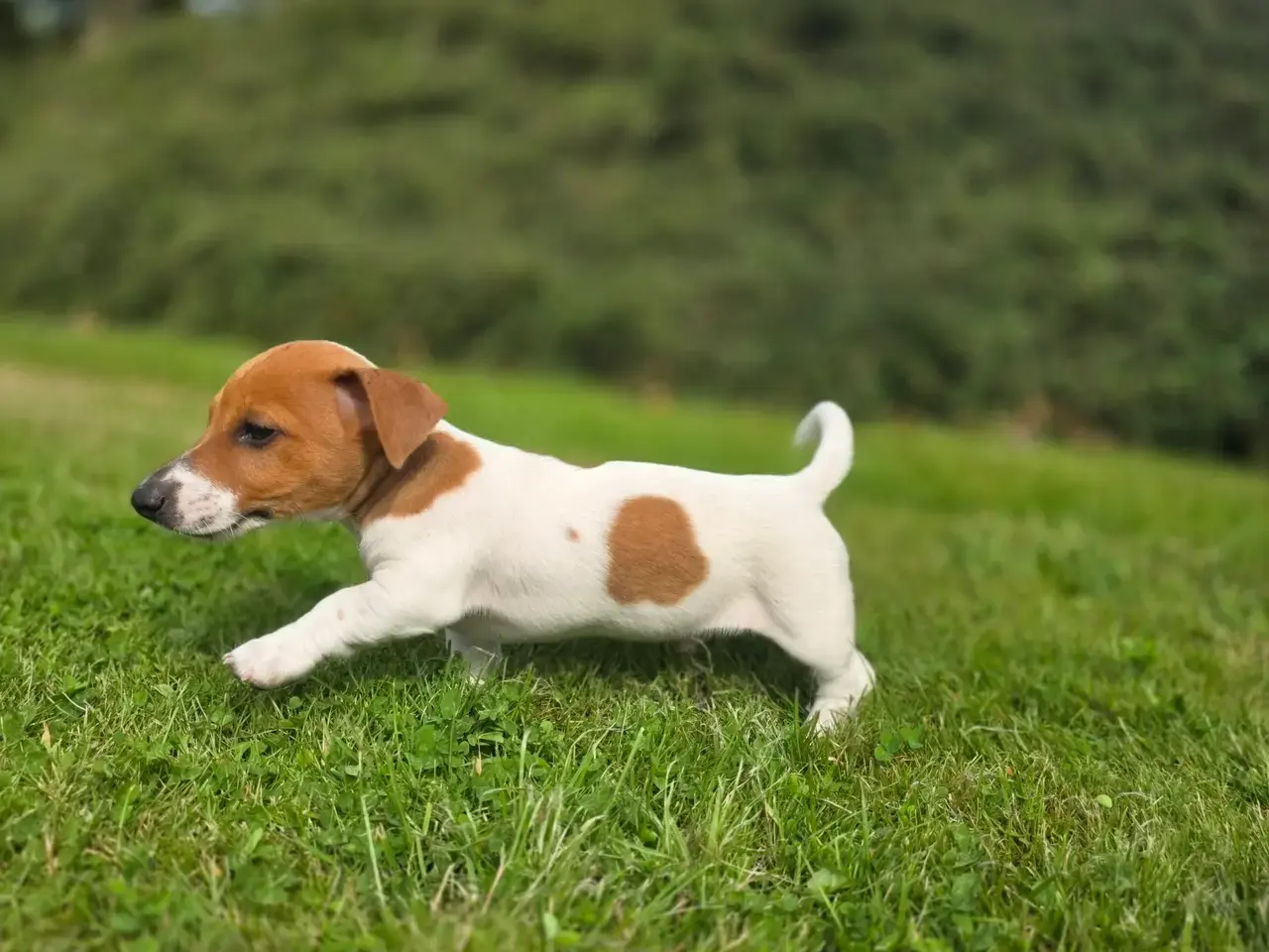 Billede 2 - Jack russel terrier drenge