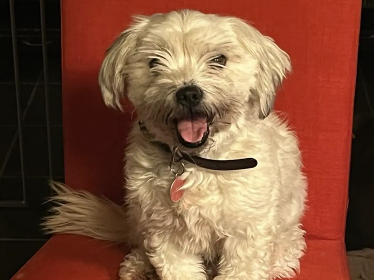 Billede 8 - Kun en han tilbage! Bichon havanais blanding