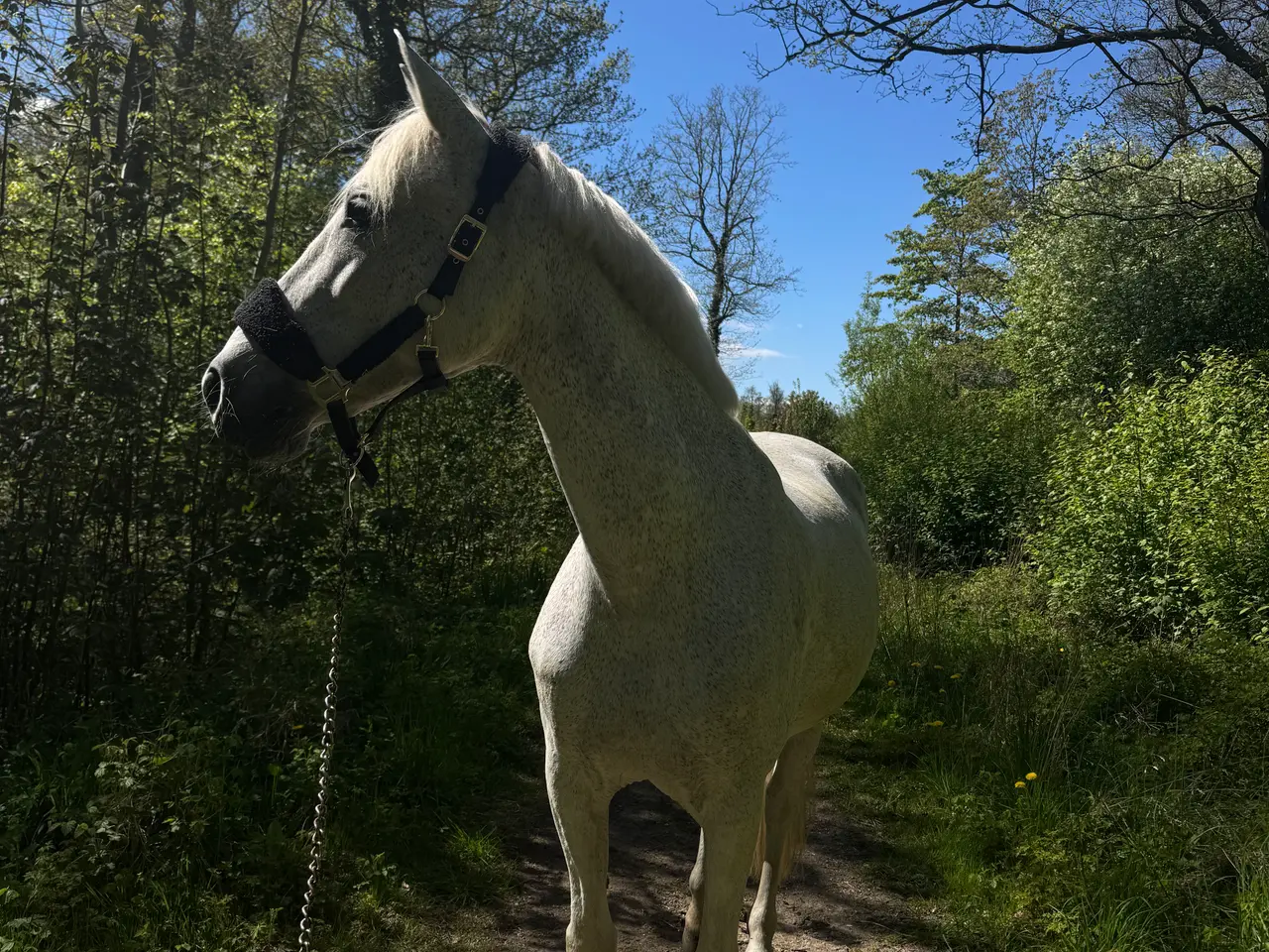 Billede 1 - Sød og skøn all around hoppe sælges