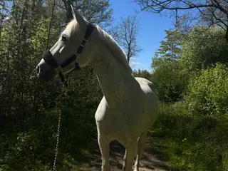 Sød og skøn all around hoppe sælges