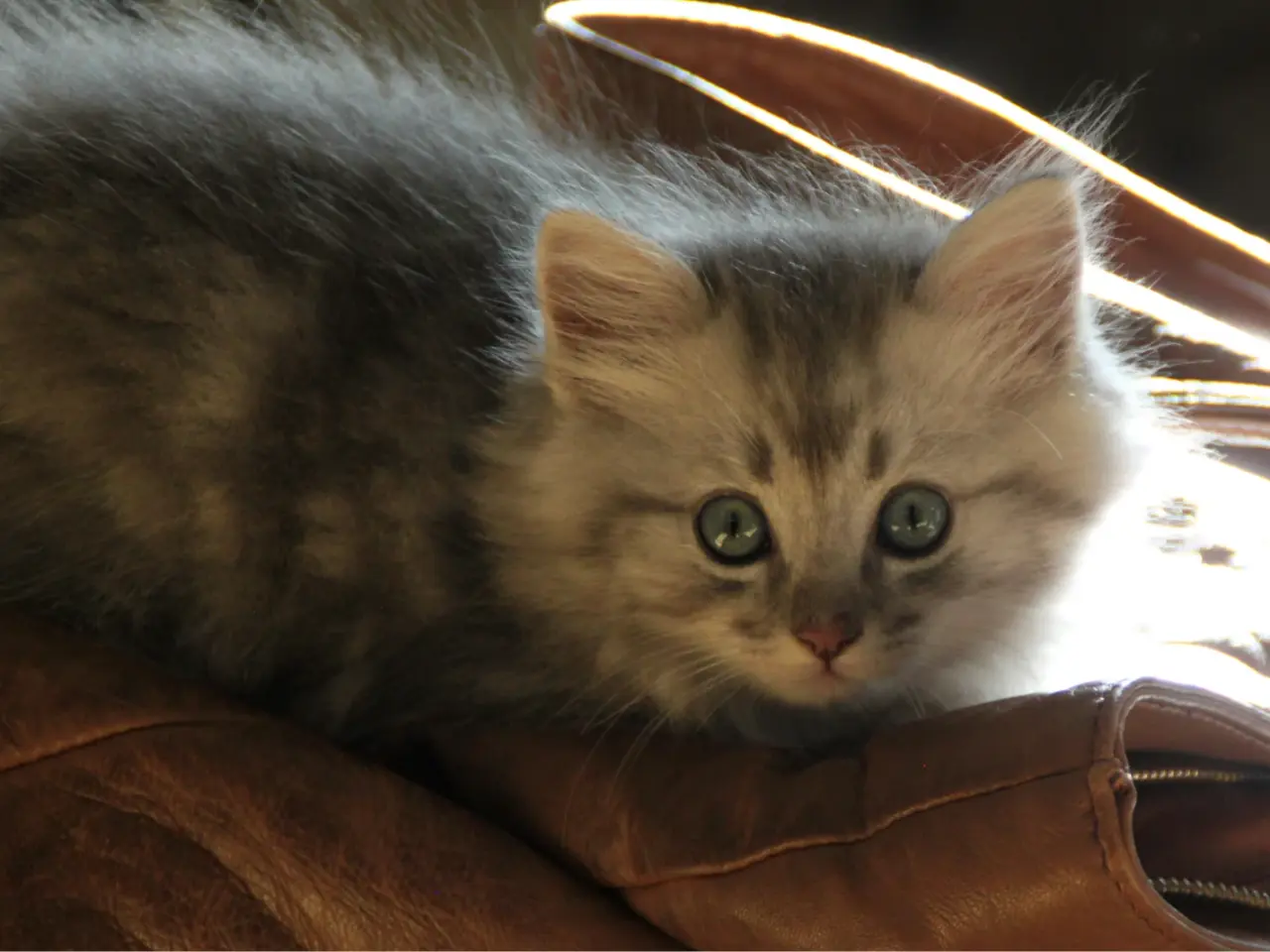 Billede 18 - Lækre 3/4 Ragdoll +1/4 perser killinger, katte