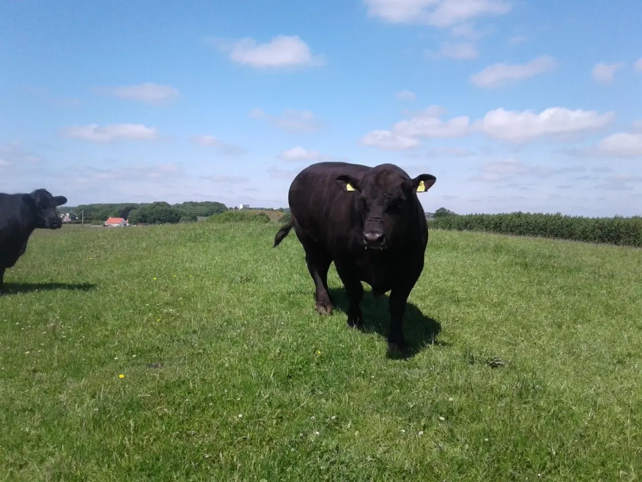 Billede 1 - Sort Angus tyr 