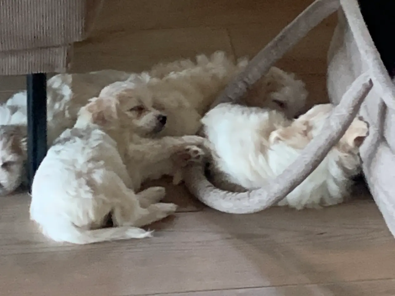 Billede 6 - Han hunde søger deres bedste ven