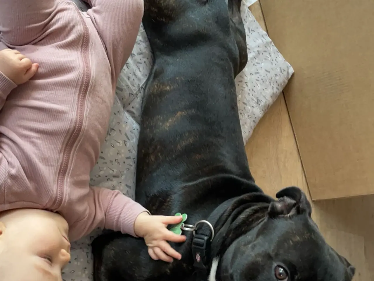 Billede 1 - Staffordshire Bullterrier tilbydes til avl