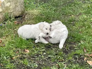 Golden Retreiver hvalpe