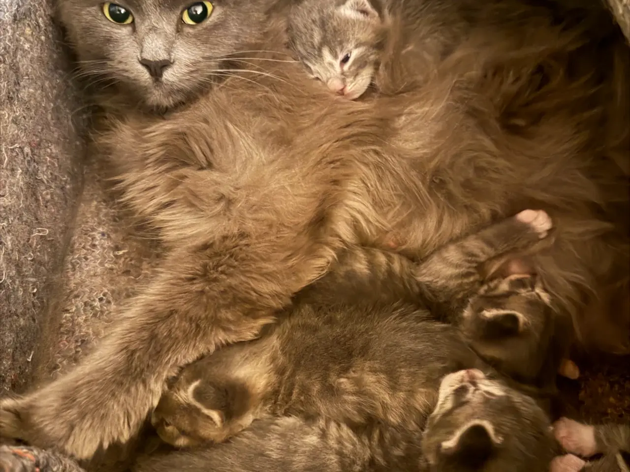 Billede 3 - Kattekillinger - Ragdoll & Tyrkisk Angora kat