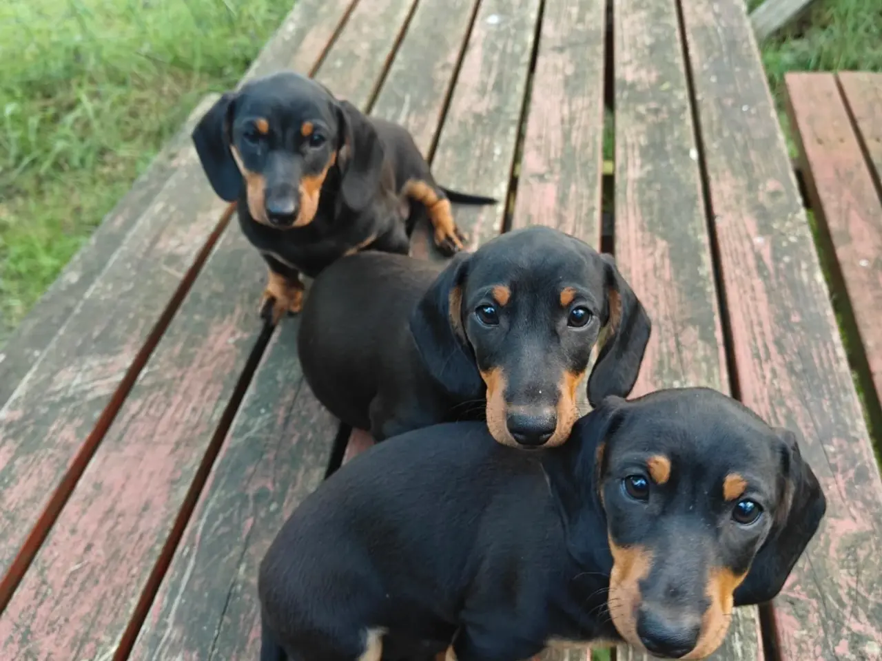 Billede 1 - Korthåret gravhunde hvalpe 