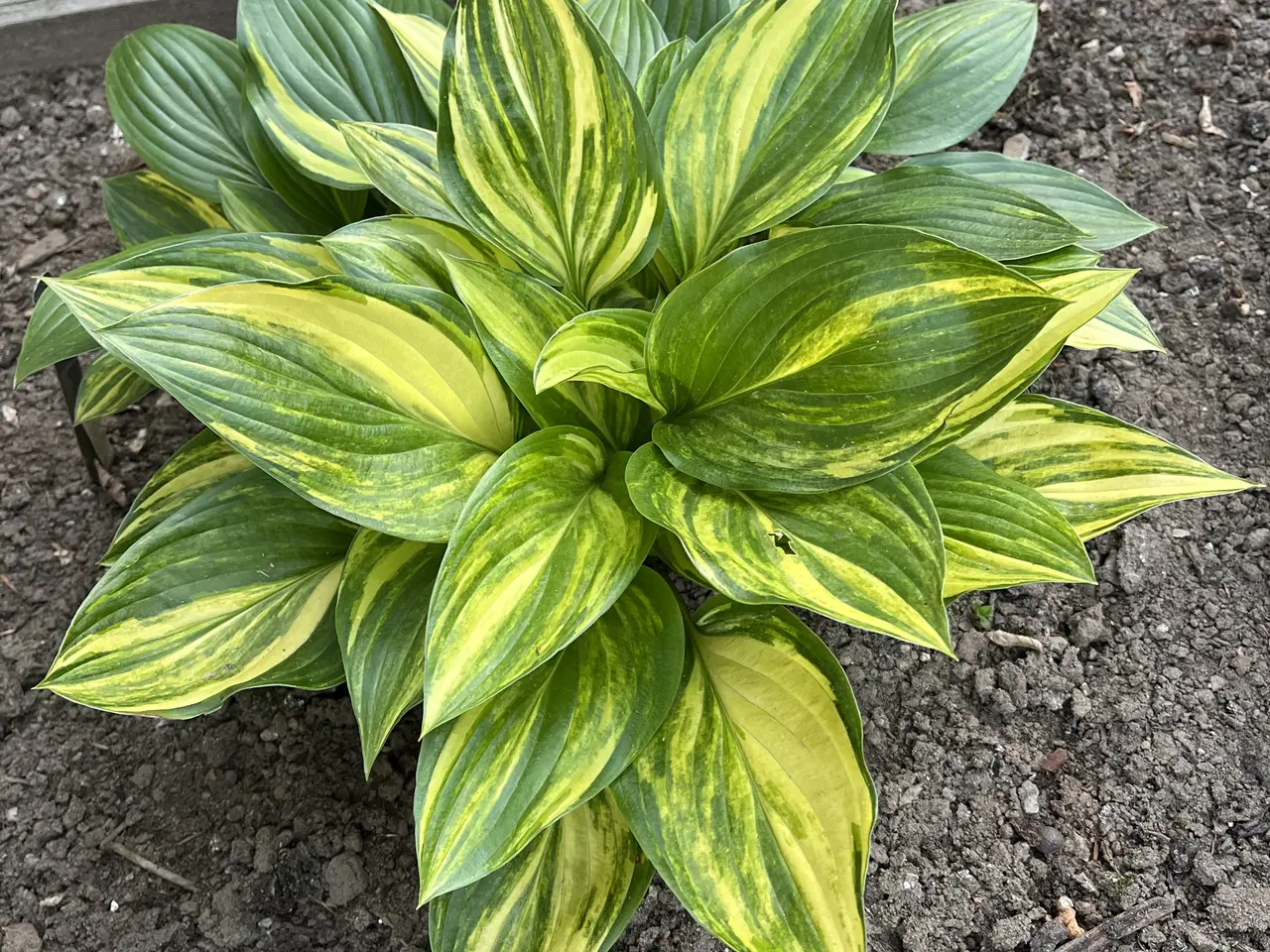 Billede 14 - Hosta sælges