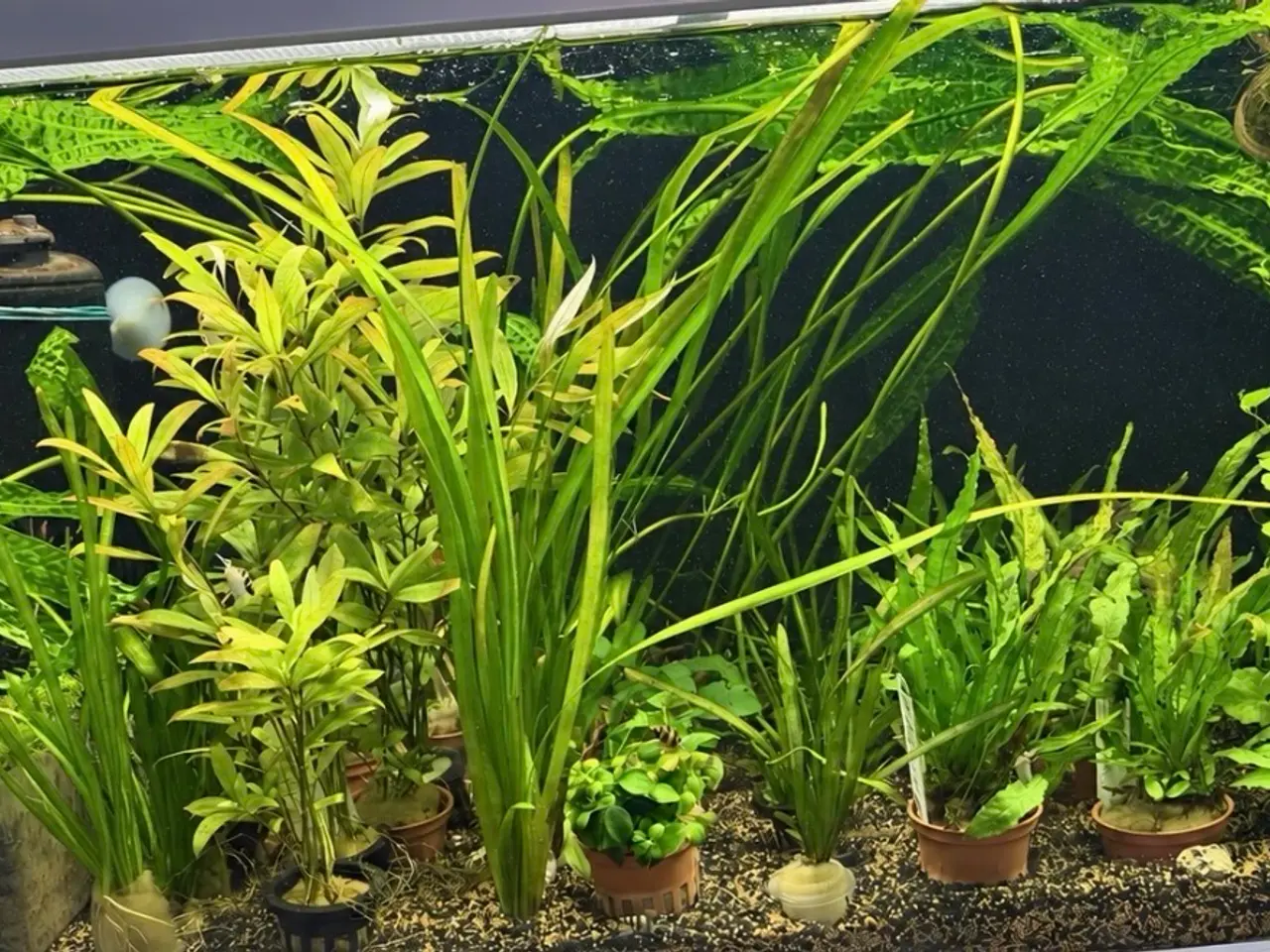 Billede 17 - 🩷 Wow mange flotte akvarieplanter 🩷