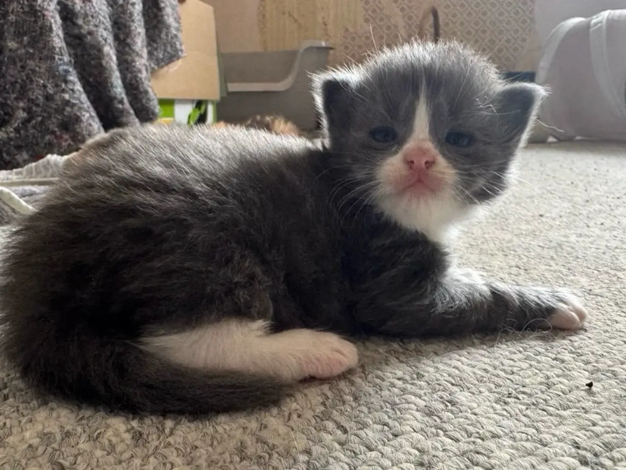 Billede 17 - 💙Sød Maine Coon/Ragdoll hankilling💙