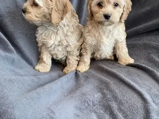 CockerPoo - 4