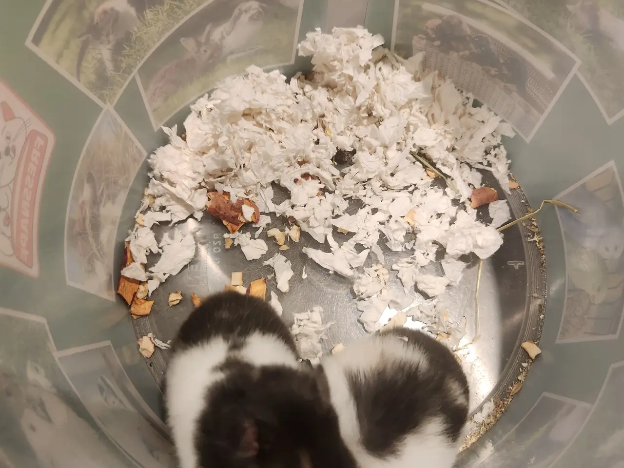 Billede 2 - Guldhamster piger unger