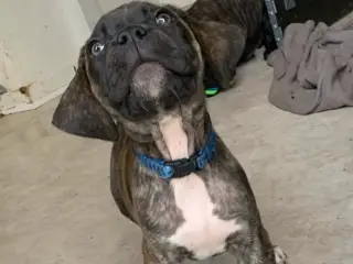 Presa canario / Cane Corso hvalpe - 4