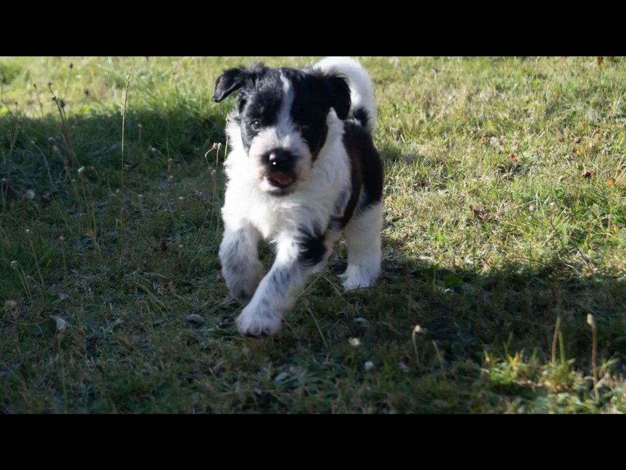 Billede 5 - Samojede/schapendoes hvalpe🐾