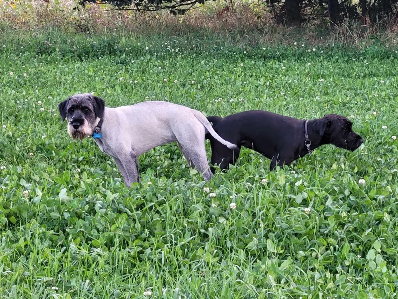 Billede 6 - Schnauzer mellem - hvalpe sort